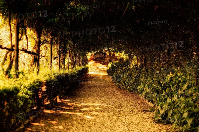 Alley surrounded by bushes and exotic plants. Travel and vacation concept.