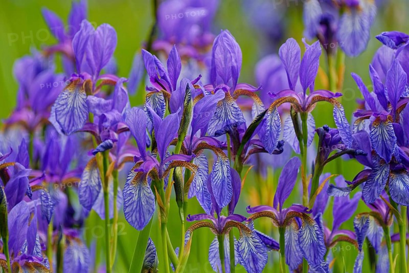 Siberian iris