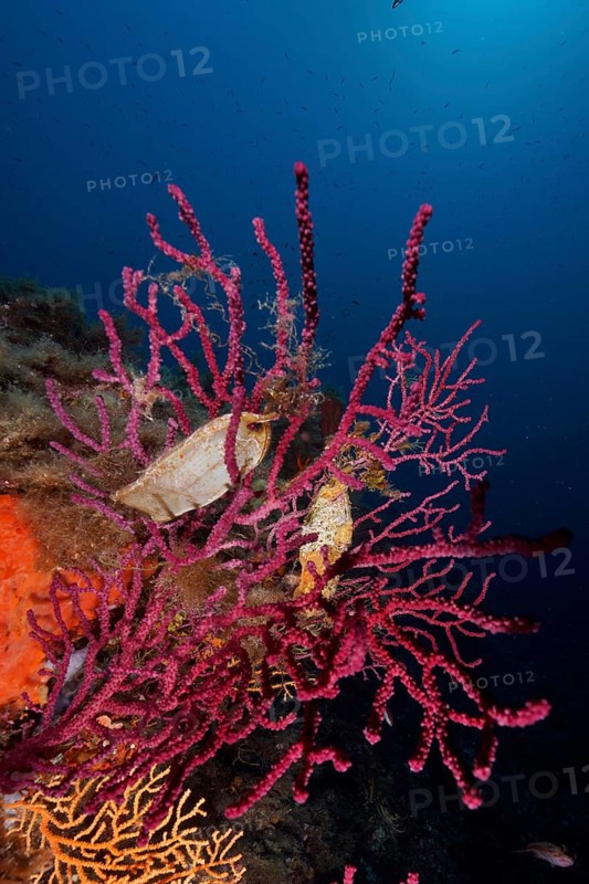 Egg capsule of nursehound