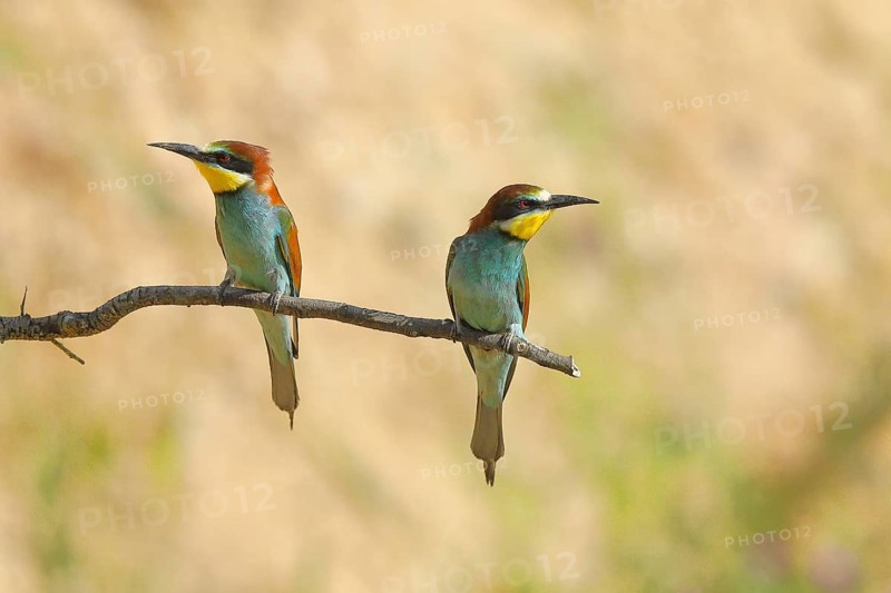 Pair of bee-eaters