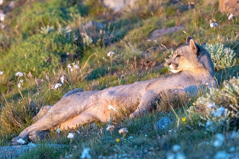 Cougar