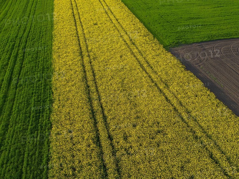 Drone image of rape field