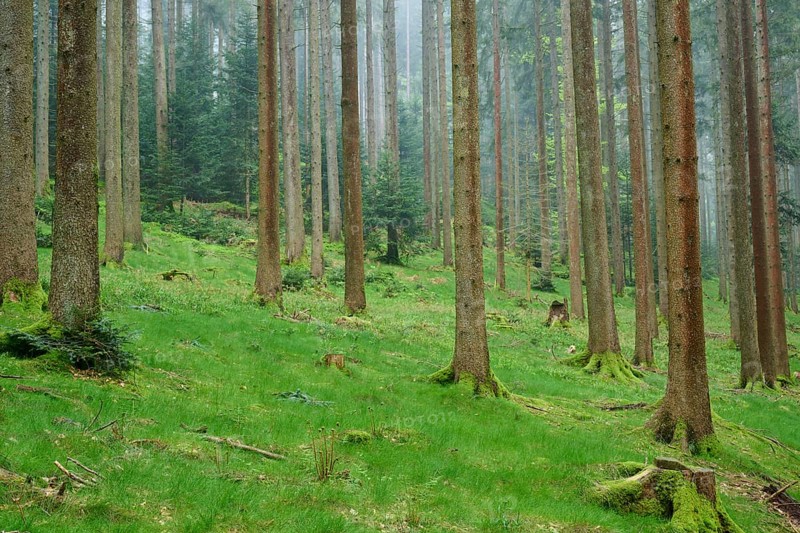 Foggy fir forest with moss-covered ground and natural light