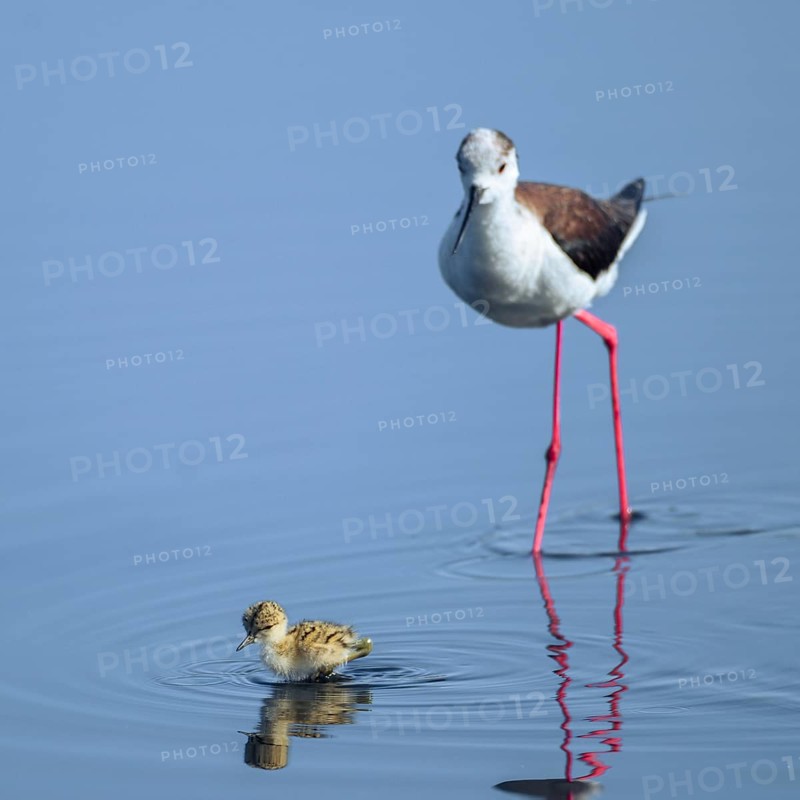 Baby black-winged Stilt