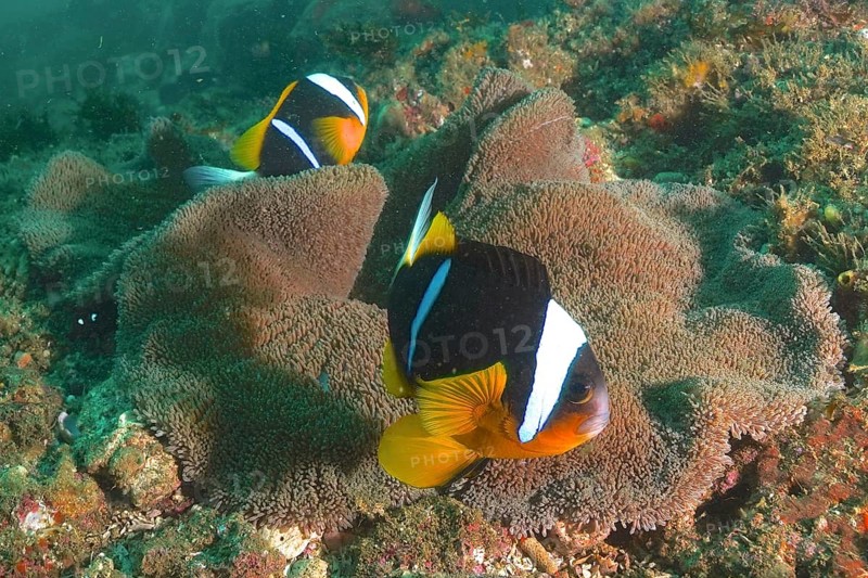 Pair of allard's clownfish