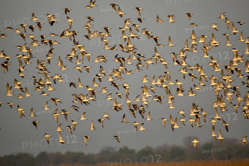 Large flock of Wilson's waterbirds