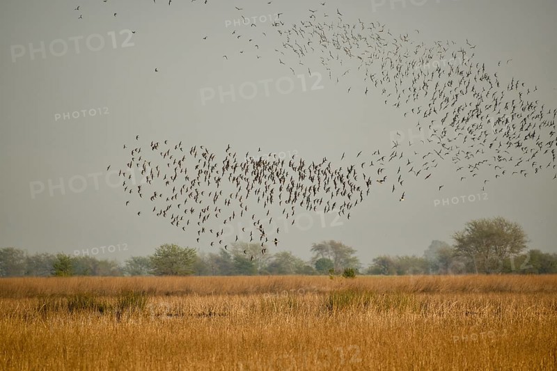 Large flock of Wilson's waterbirds