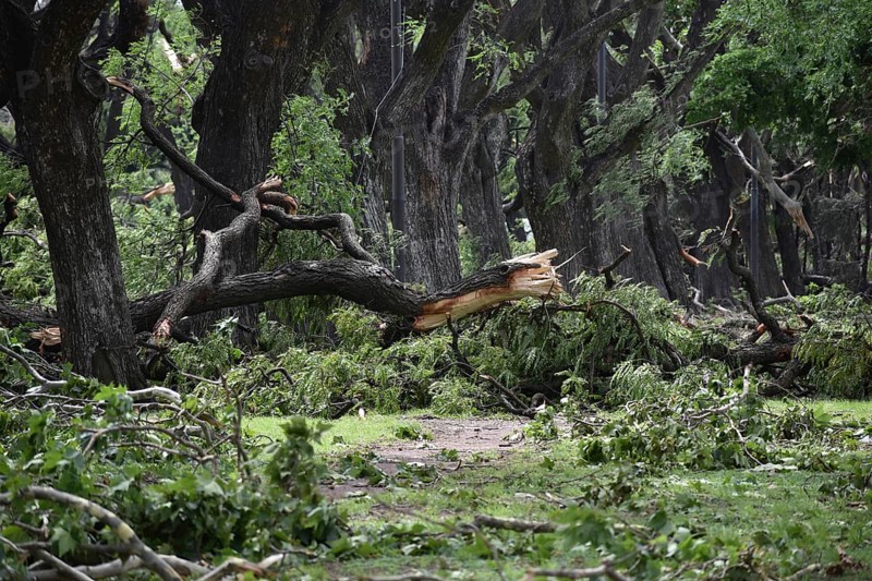 Broken and fallen trees of the species Tipu tree