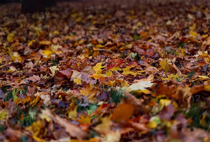 Lots of colourful autumn leaves lie on the forest floor