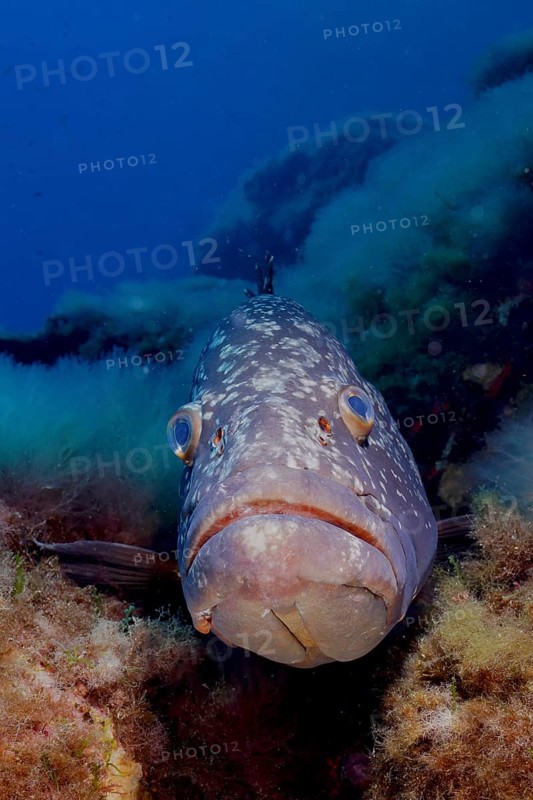 Portrait of dusky grouper