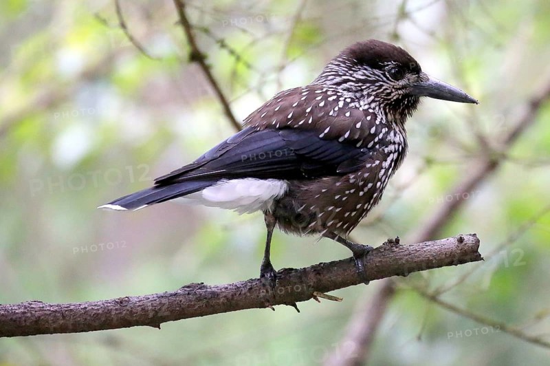Spotted nutcracker