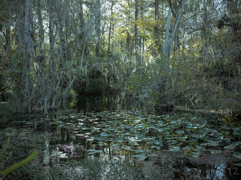 Mangrove forest