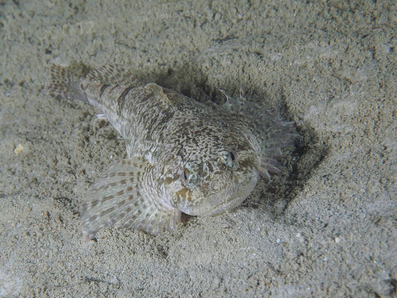 bullhead