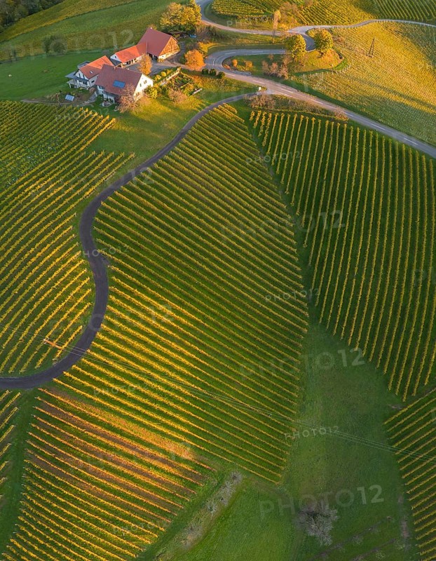 Aerial view of vineyards in the morning light