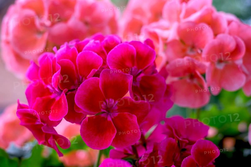 Geranium blossoms