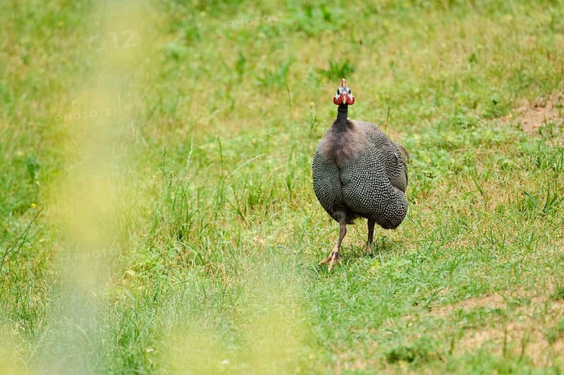 Helmeted guineafowl
