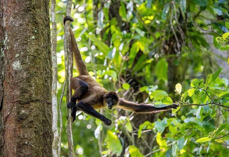 Geoffroy's spider monkey