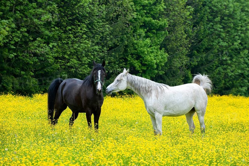 White and black horse on a flower meadow