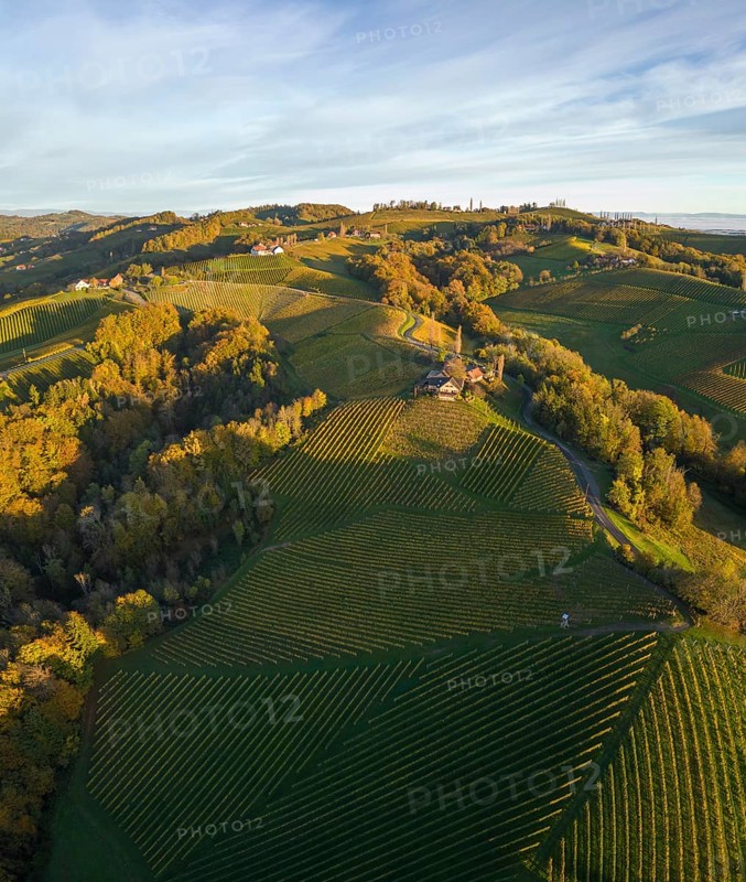 Aerial view of vineyards in the morning light