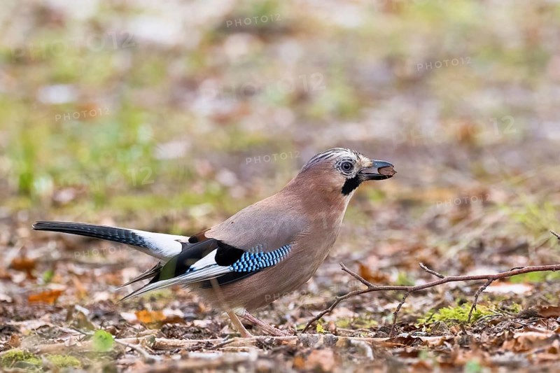 Eurasian jay