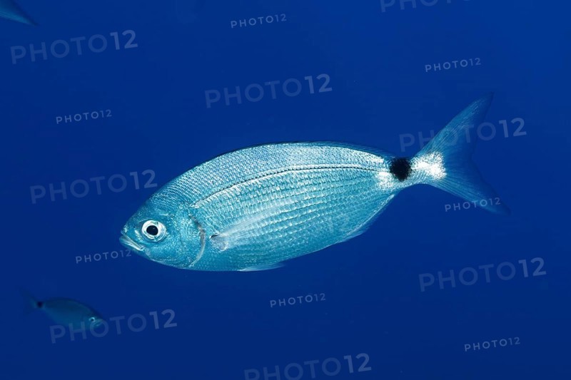 Banded seabream