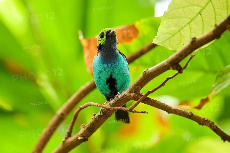 Paradise tanager