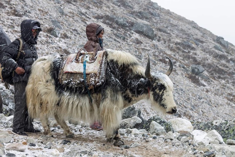 Sherpa woman and man with a yak