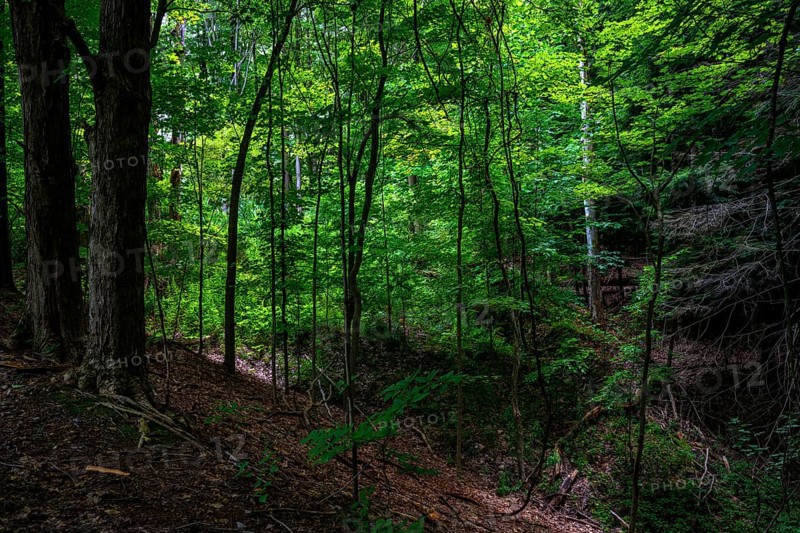 Chestnut Ridge Park Eternal Flame Falls Trail