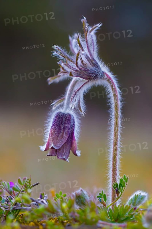 Small pasque flower