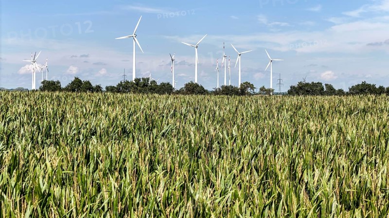 Windmills in a wind farm at a maize field
