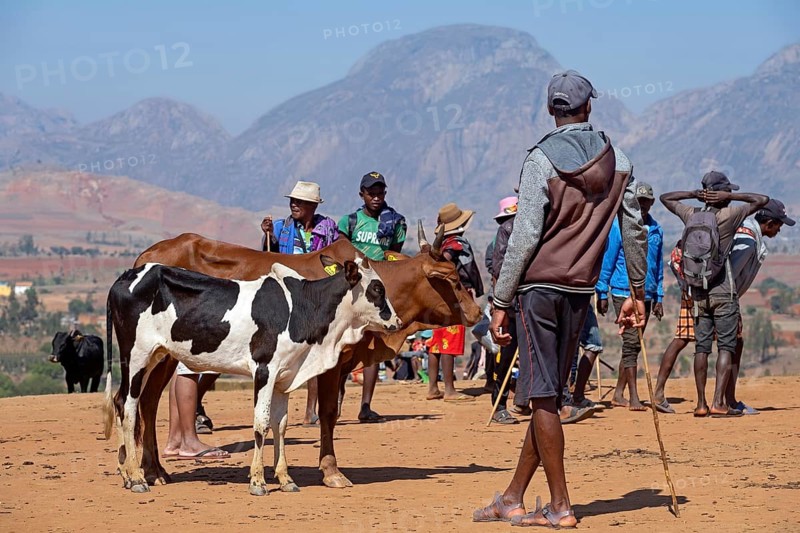 Young Malagasy herdsmen with zebus at zebu market in the city Ambalavao