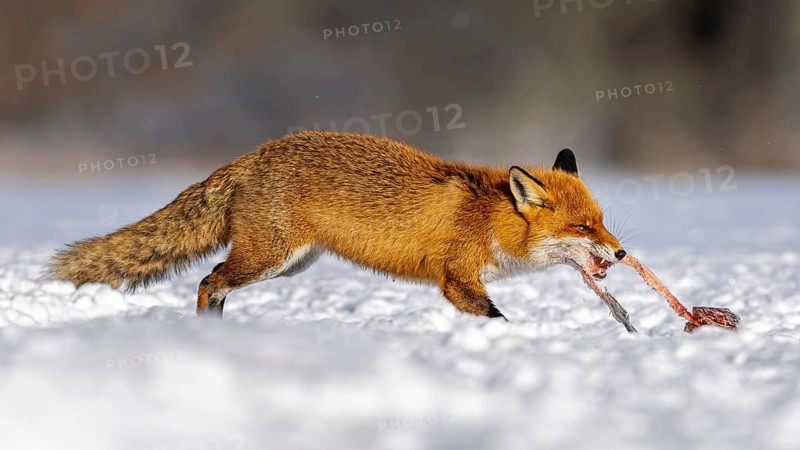 Red fox