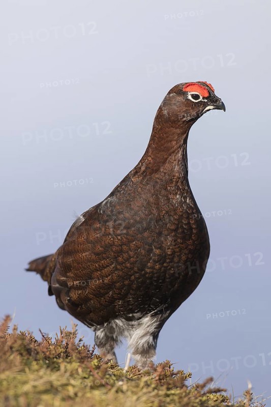 Red grouse
