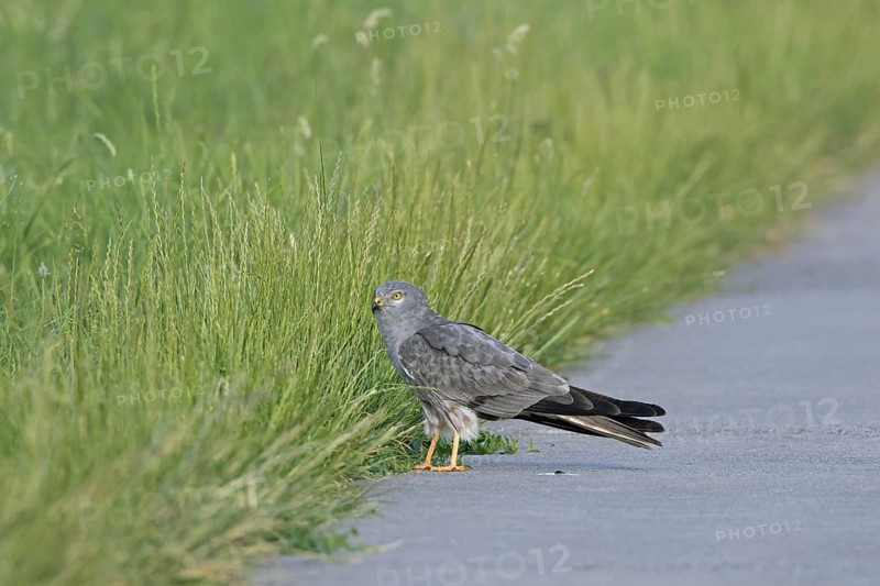 Montagu's harrier