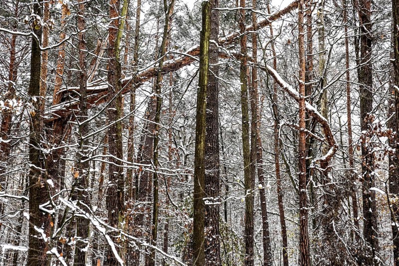 Winter landscape