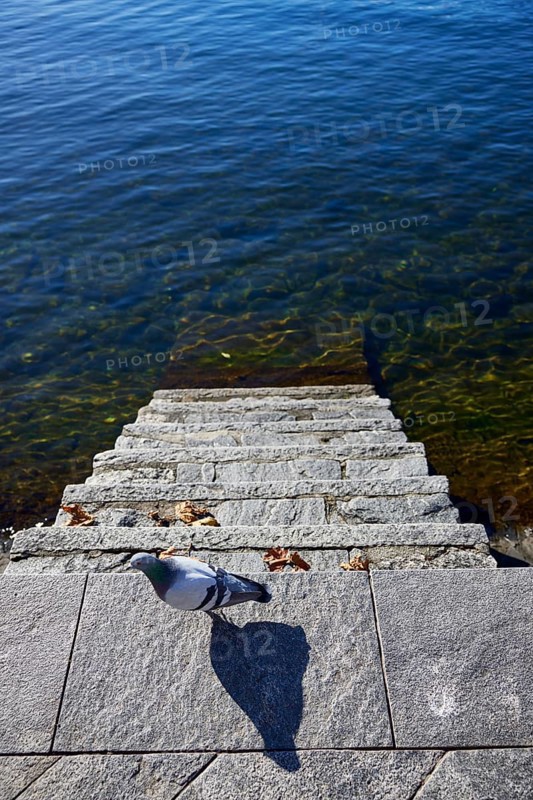 Stairway into the water with a dove