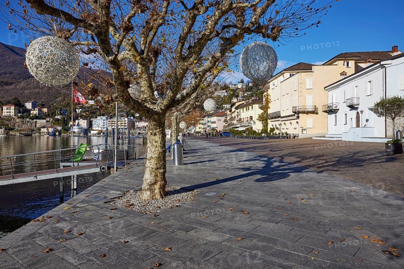 Plane trees