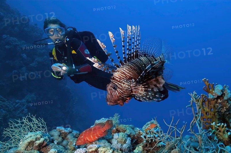 Diver Diver looking at pacific red lionfish