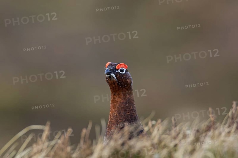 Red grouse