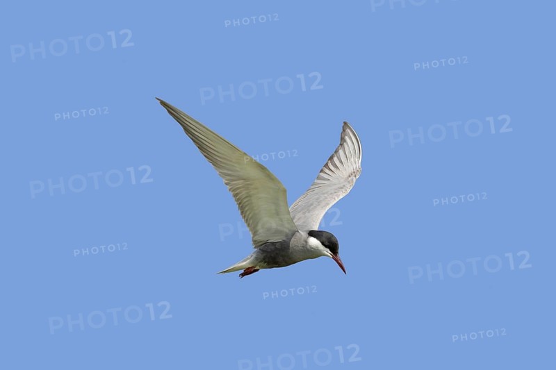 Whiskered tern