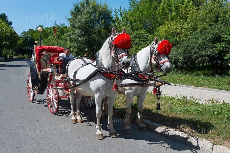 Coachman driving a traditional red carriage pulled by two decorated white horses