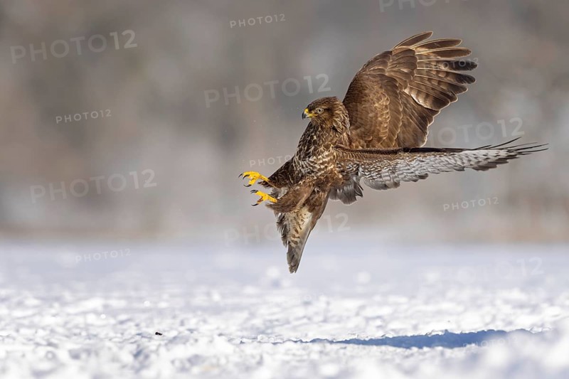 Steppe buzzard