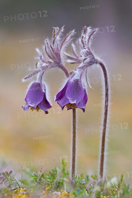 Small pasque flower