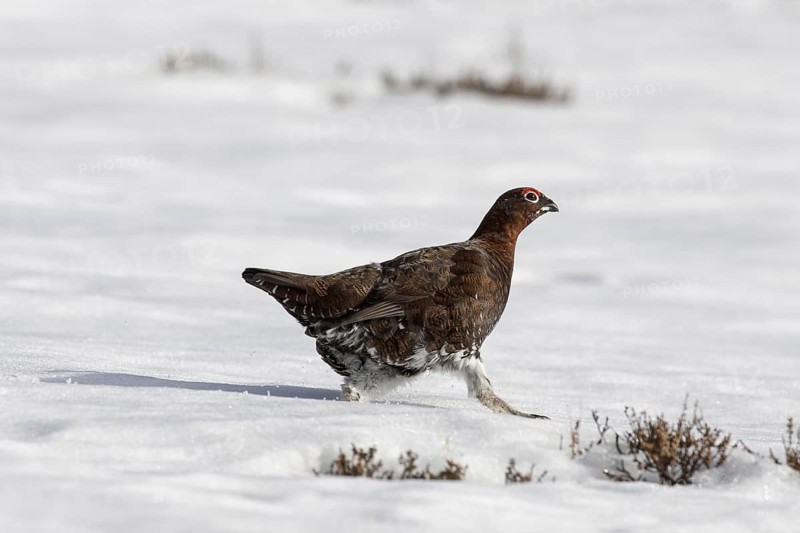 Red grouse