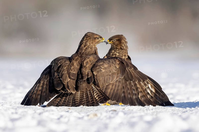 Steppe buzzard