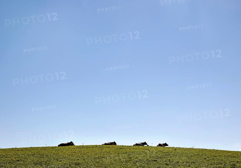 Cows on an alpine meadow in the Allgaeu