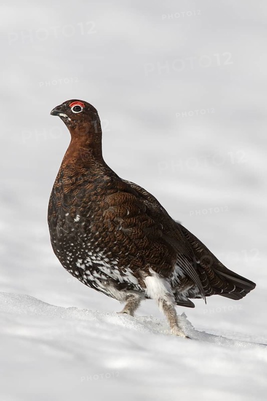 Red grouse