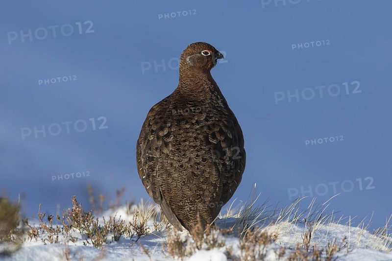 Red grouse