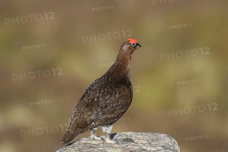 Red grouse