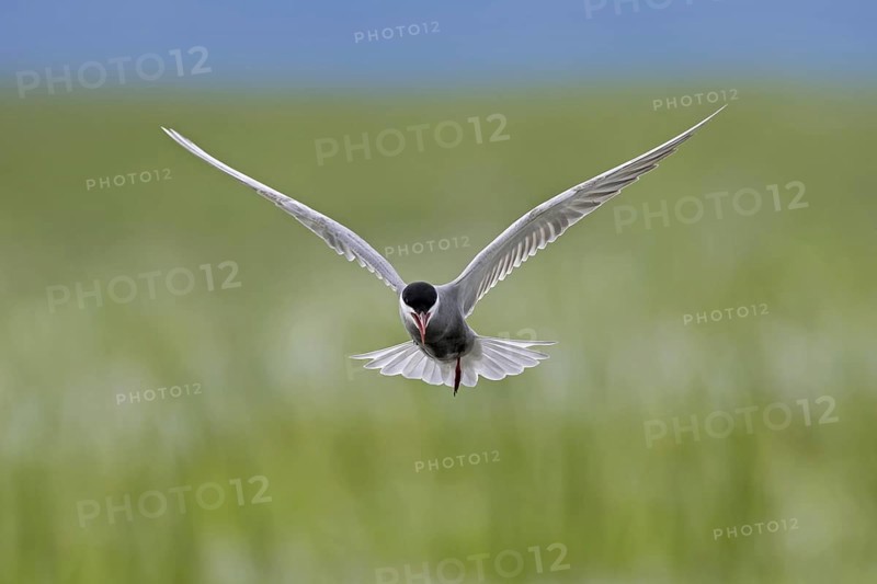 Whiskered tern
